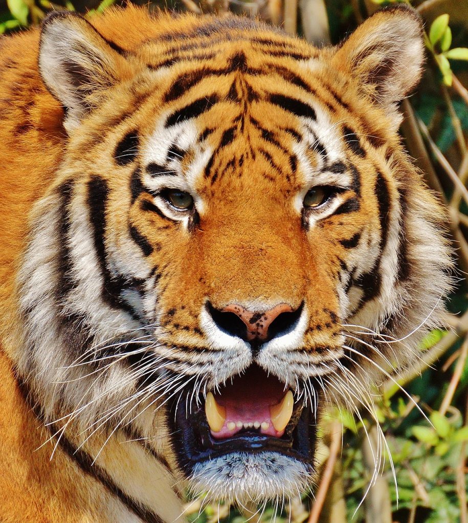 Tigre