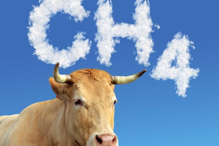 Metano e a vaca