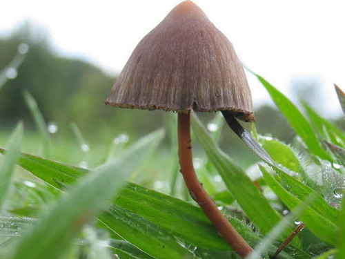 pshilcybe mexicana