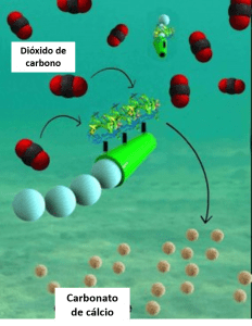 Credit: Laboratory for Nanobioelectronics, UC San Diego Jacobs School of Engineering