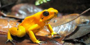 Phyllobates terribilis