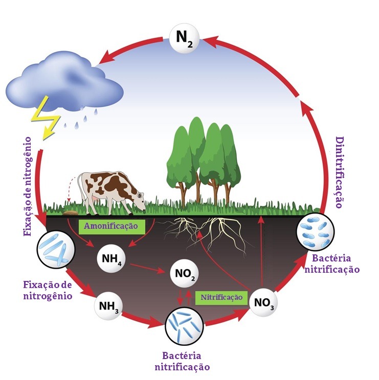 Ciclo de nitrogenio