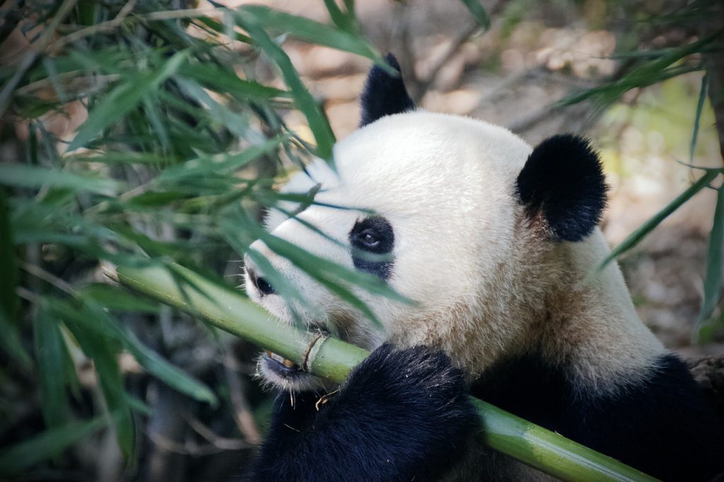 panda comendo bambu