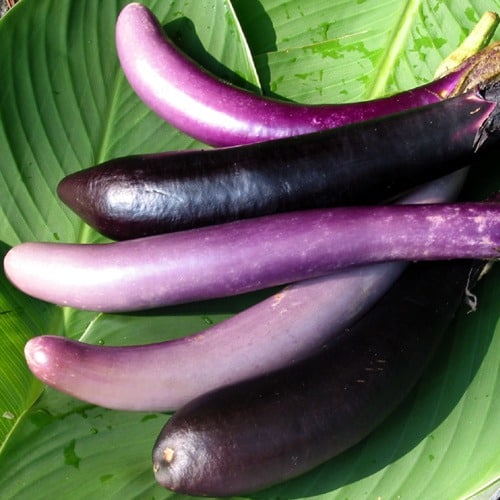 asian_eggplants