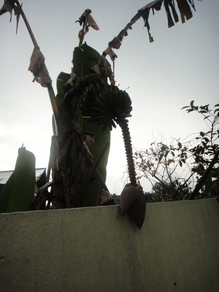 banana tree