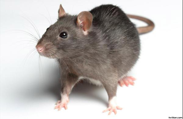RAT