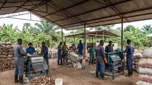 CASSAVA PROCESSING