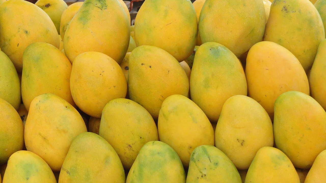 MANGO