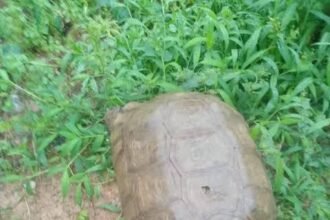 ALAAFIN TORTOISE