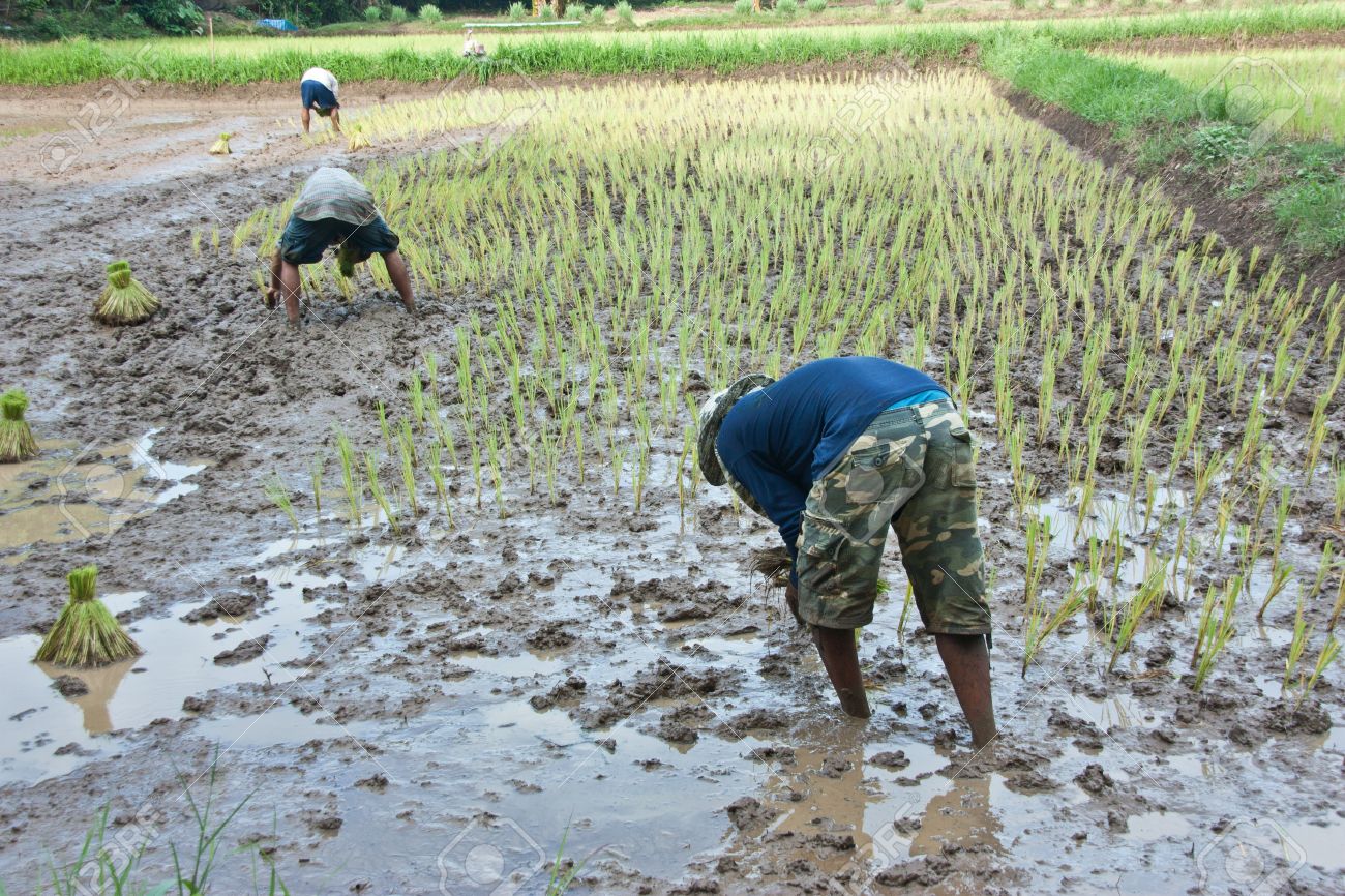 WET SEASON FARMING