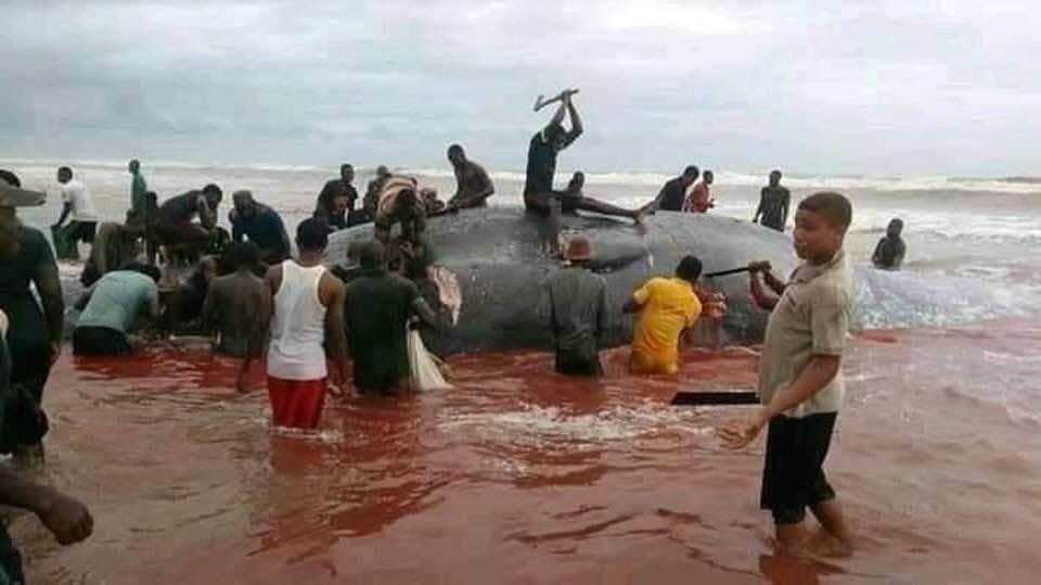 DEAD WHALE