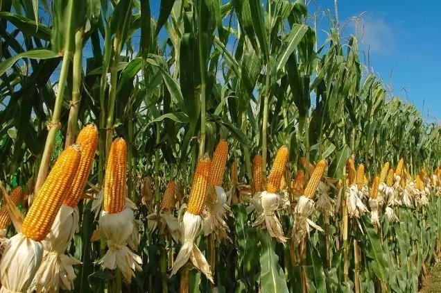 MAIZE FARM