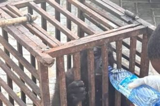 BABY GORILLA