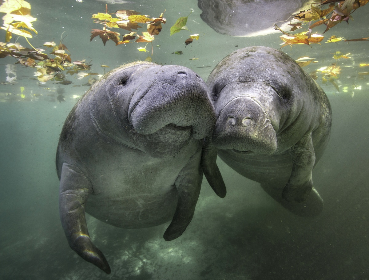 MANATEES