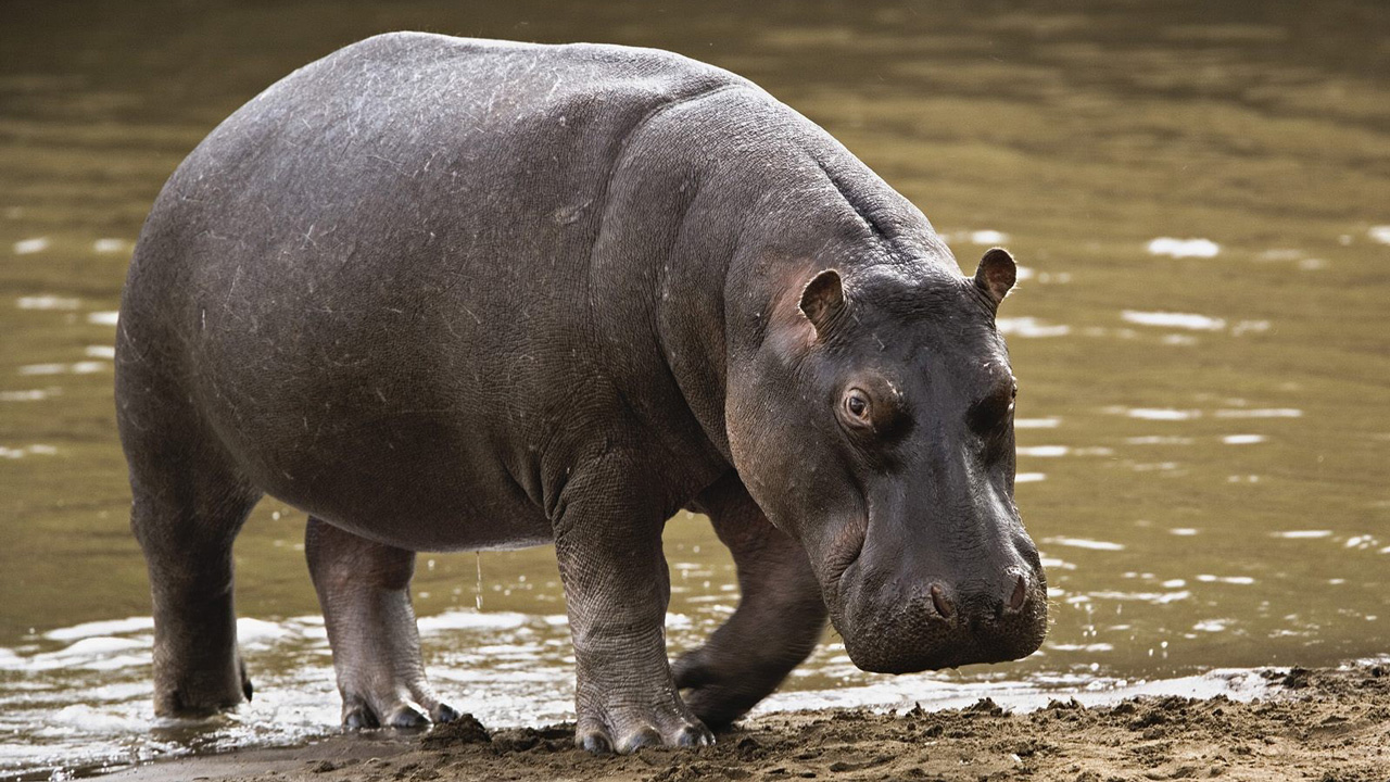 HIPPOPOTAMUS