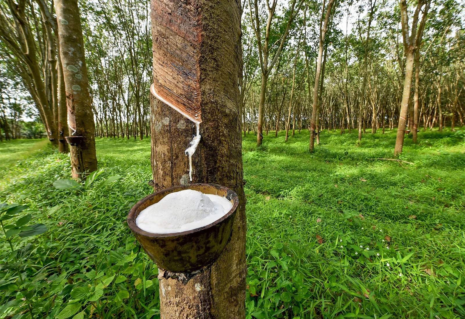 Rubber plantation