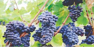 GRAPE FARMING