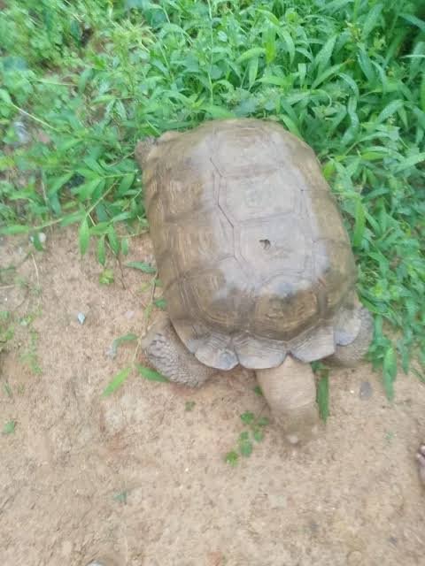 ALAAFIN TORTOISE