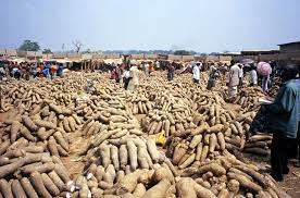yam for export